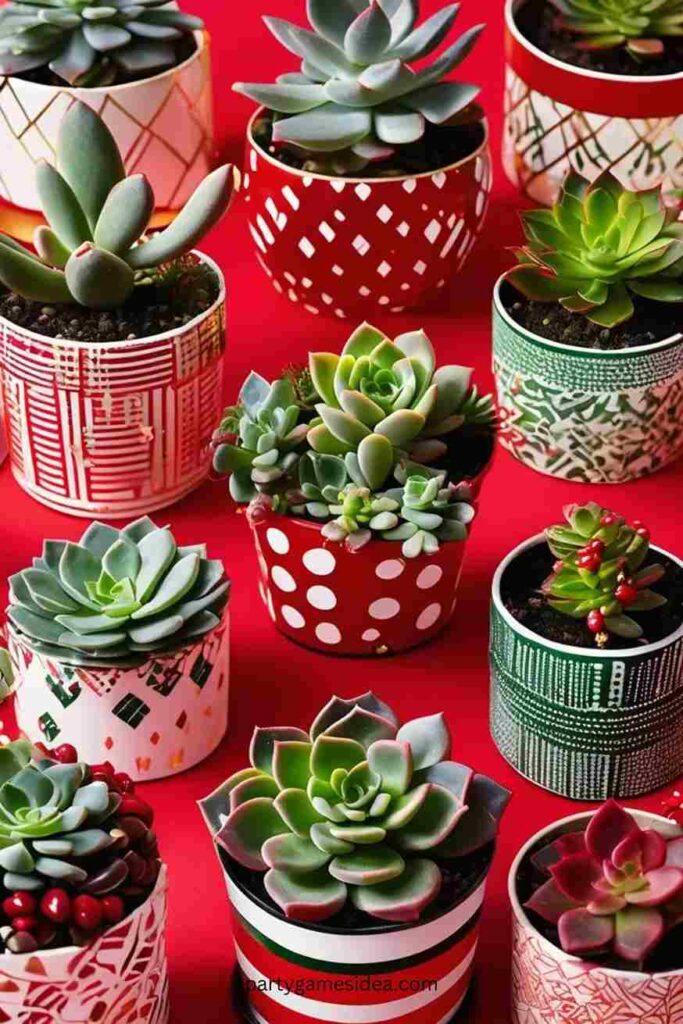 Mini Succulent Plants