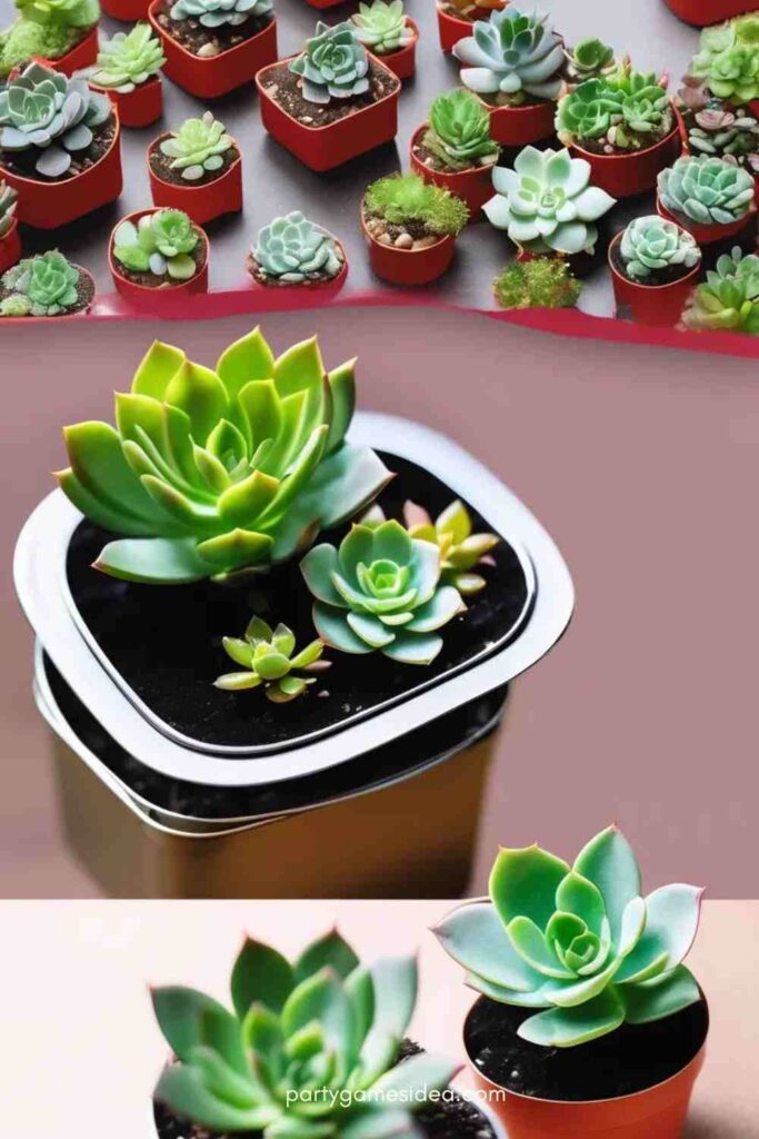 Mini Succulents or Plant Kits